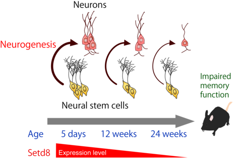 Understanding the Epigenetic Mechanisms Behind Premature Aging of the Brain