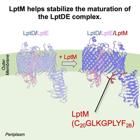 Small protein, big impact: Insights into how bacteria stabilize a key outer membrane complex