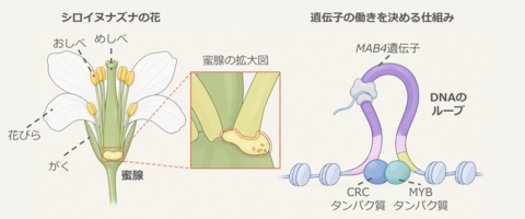 Scientists uncover how DNA looping promotes the growth of nectar-producing organs in flowers