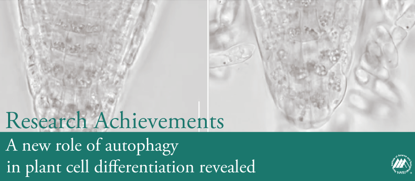 A new role of autophagy in plant cell differentiation revealed