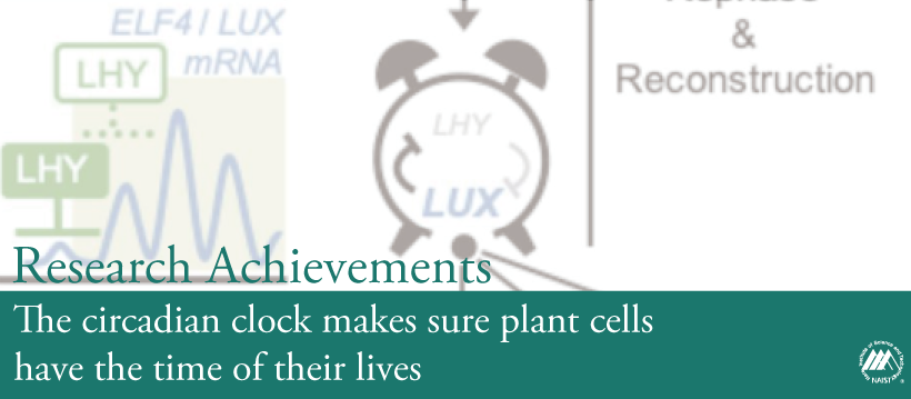 The circadian clock makes sure plant cells have the time of their lives