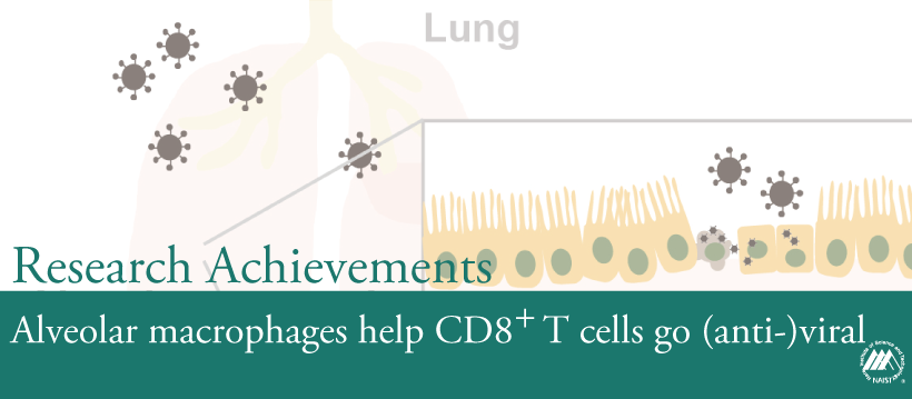Alveolar macrophages help CD8+ T cells go (anti-)viral