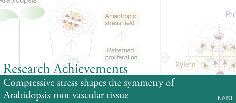 Compressive stress shapes the symmetry of Arabidopsis root vascular tissue