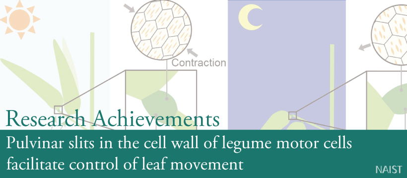Pulvinar slits in the cell wall of legume motor cells facilitate control of leaf movement