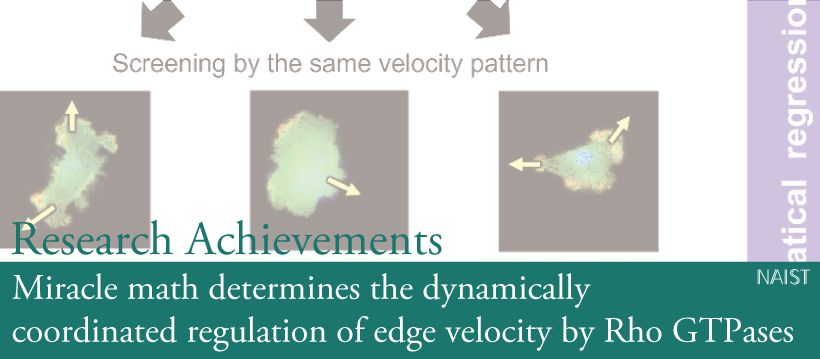 Miracle math determines the dynamically coordinated regulation of edge velocity by Rho GTPases