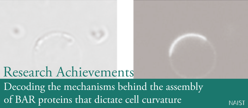 Decoding the mechanisms behind the assembly of BAR proteins that dictate cell curvature