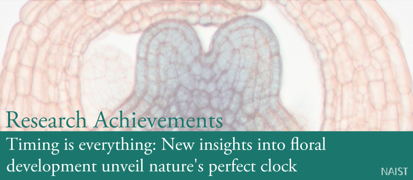  Timing is everything: New insights into floral development unveil nature's perfect clock