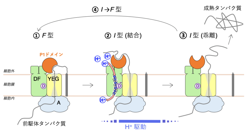  〔プレスリリース〕細胞膜を越えてタンパク質を輸送するモータータンパク質の詳細な作動原理を解明