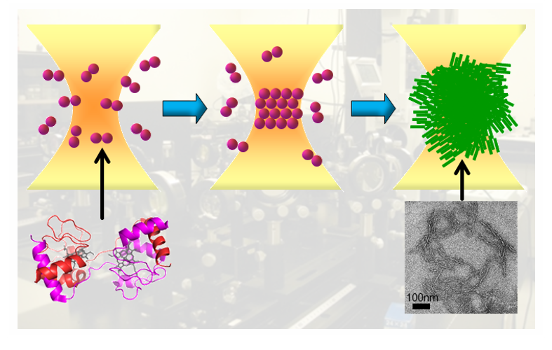 〔プレスリリース〕アルツハイマー型認知症などに関与するアミロイド線維を光により人工作製することに初めて成功
