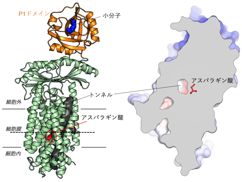  〔プレスリリース〕細胞膜を越えてタンパク質を輸送するモータータンパク質の詳細な作動原理を解明