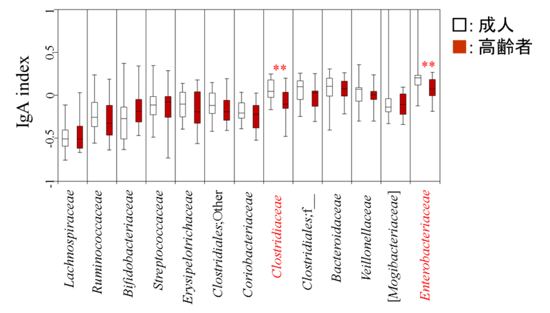 〔プレスリリース〕IgAの腸内細菌に対する反応性の低下が加齢に伴う腸内菌叢の変動に関係