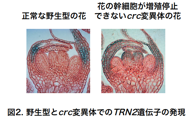 〔プレスリリース〕植物ホルモンオーキシンは花幹細胞の増殖を止めて、果実づくりを促すスイッチとしてはたらく ～花が実をつくるために必要なメカニズムを解明・食糧の増産に期待～