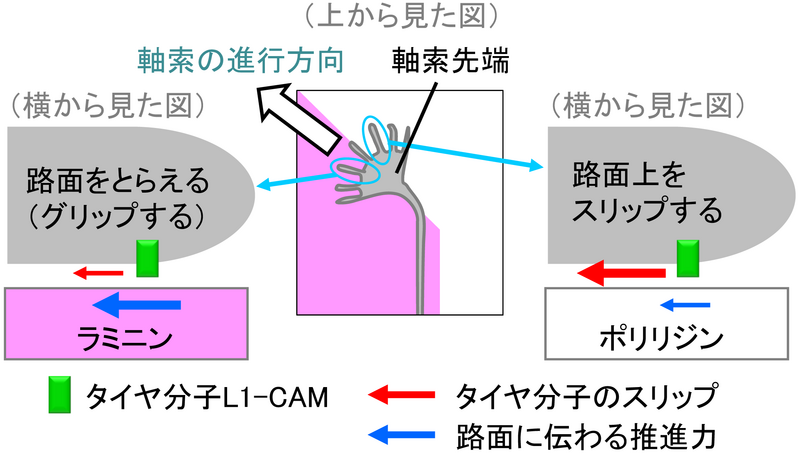 〔プレスリリース〕力と分子の滑りを利用した神経ネットワーク形成の新しい仕組みを解明 ～ヒトの脳疾患の分子病態も明らかに～