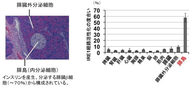 〔プレスリリース〕有効なインスリンを細胞内で正確に作る　タンパク質群誘導の新たな機構を解明 ～糖尿病創薬へ期待～