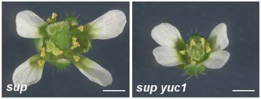 〔プレスリリース〕植物ホルモンのオーキシンは、花の雄しべの数を決定している 器官分化の境目で作用する新たな仕組みを解明 ～オーキシン使い、園芸品種の改良や食糧増産に期待～