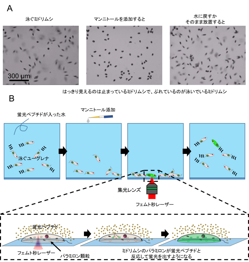 〔プレスリリース〕ミドリムシのメタボ診断法を開発 ~地球温暖化対策、藻類利用の拡大に期待~