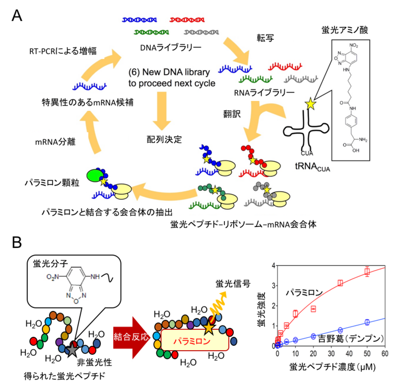 〔プレスリリース〕ミドリムシのメタボ診断法を開発 ~地球温暖化対策、藻類利用の拡大に期待~