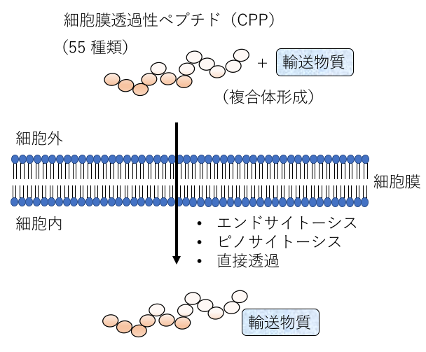 〔プレスリリース〕多様な植物に侵入するペプチドの探索 ～植物種に応じた膜透過性ペプチドの最適化が必要～