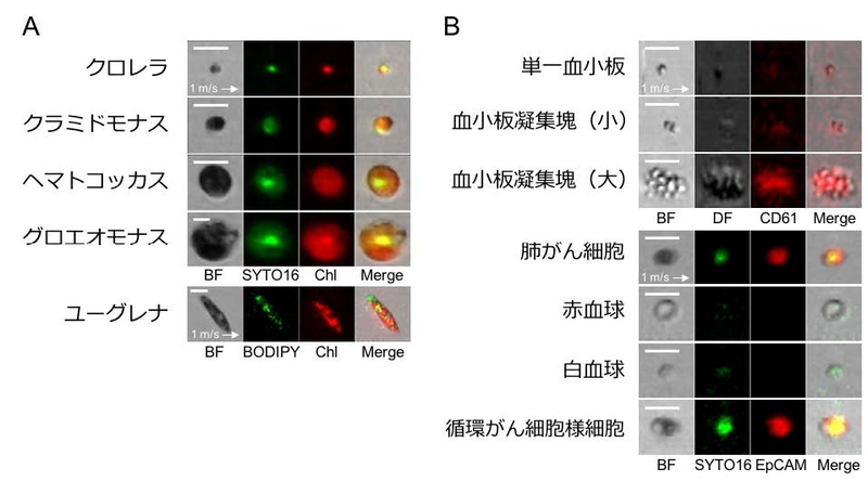 〔プレスリリース〕世界初のIntelligent Image-Activated Cell Sorterを開発 ～細胞画像の深層学習により高速細胞選抜を実現～