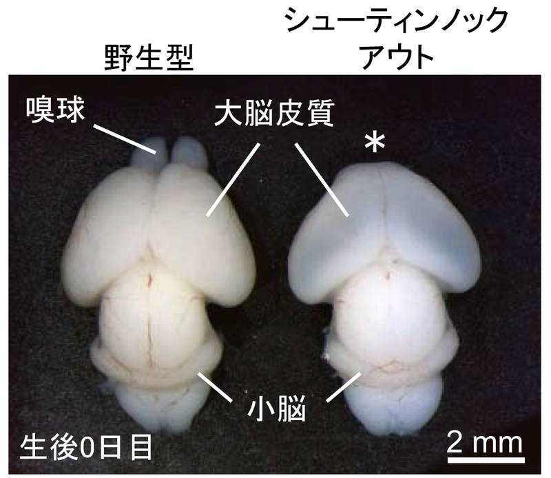 〔プレスリリース〕神経細胞が脳内を移動するための仕組みを解明 ～移動に必要な推進力を生み出す分子が明らかに～ 脳疾患解明への応用に期待 