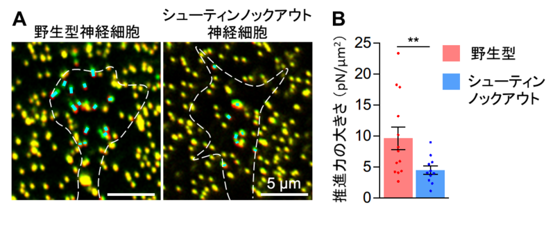 〔プレスリリース〕神経細胞が脳内を移動するための仕組みを解明 ～移動に必要な推進力を生み出す分子が明らかに～ 脳疾患解明への応用に期待 