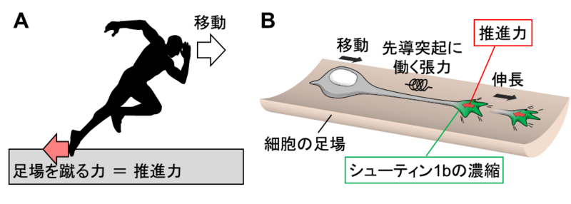 〔プレスリリース〕神経細胞が脳内を移動するための仕組みを解明 ～移動に必要な推進力を生み出す分子が明らかに～ 脳疾患解明への応用に期待 