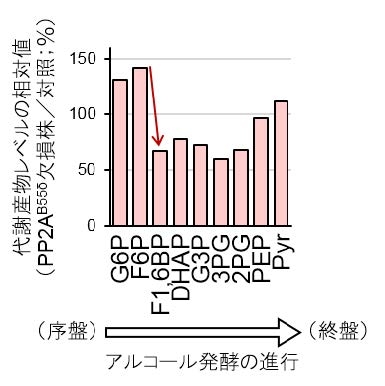 〔プレスリリース〕酵母が環境に合わせて発酵力を変える仕組みを解明 自在に能力を高める「発酵デザイン技術」の確立へ ～清酒酵母の高発酵力の原因も明らかに～