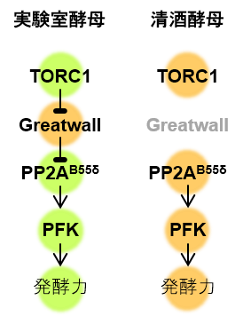 〔プレスリリース〕酵母が環境に合わせて発酵力を変える仕組みを解明 自在に能力を高める「発酵デザイン技術」の確立へ ～清酒酵母の高発酵力の原因も明らかに～