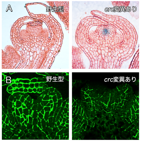 〔プレスリリース〕花がめしべづくりを開始するためのDNAの折りたたみ構造変化を解明 〜食糧増産や安定供給に期待〜