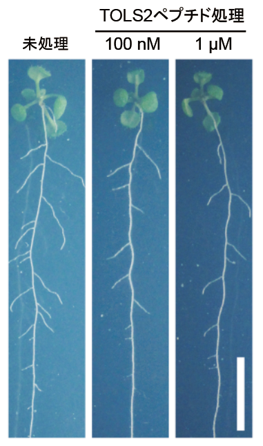 〔プレスリリース〕根が適切な間隔で分岐する仕組みに働く 植物ペプチドを発見