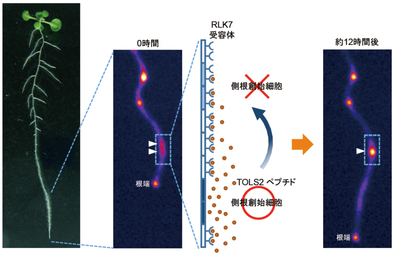 〔プレスリリース〕根が適切な間隔で分岐する仕組みに働く 植物ペプチドを発見