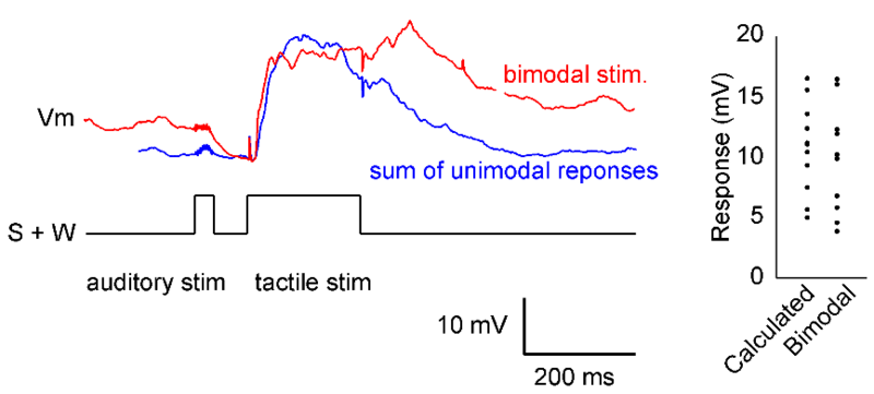 〔プレスリリース〕大脳皮質の入り口で、すでに多種の感覚情報が処理されていることを発見 ～「早い情報処理」の謎解明に期待～