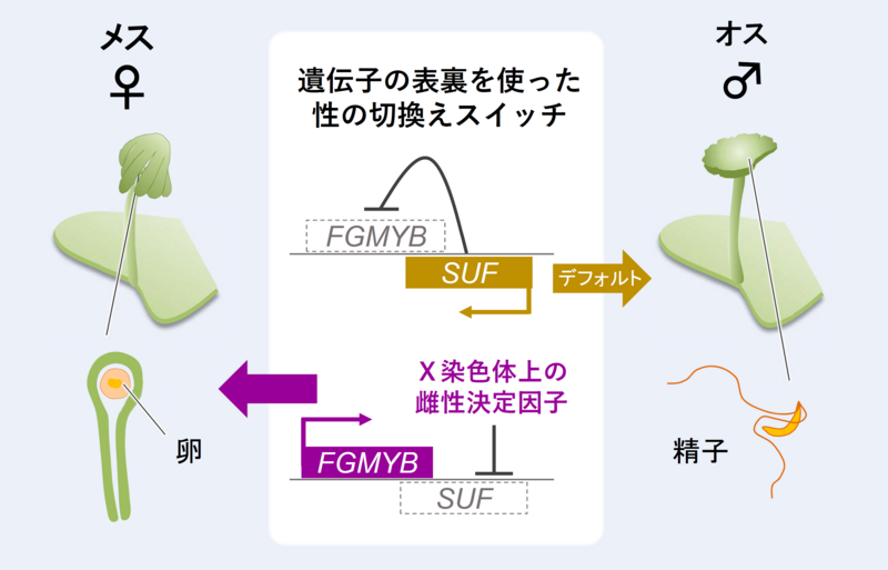 〔プレスリリース〕ゼニゴケは遺伝子のオモテとウラを使って メスとオスを作り分けている ～性差を生み出す巧妙な「裏ワザ」が明らかに～