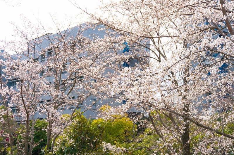 平成31年度入学式を挙行(2019/04/05)