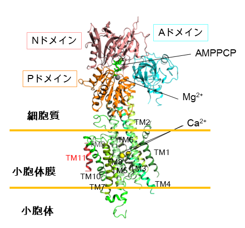 〔プレスリリース〕ヒト由来カルシウムポンプの高分解能構造と活性制御機構を解明～細胞内カルシウム恒常性維持機構の破綻が引き起こす疾病の原因解明に光～