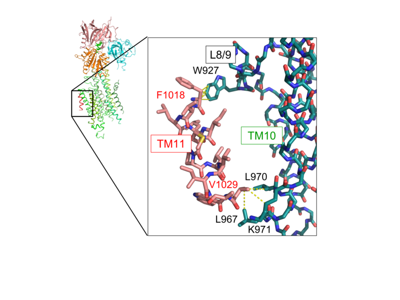 〔プレスリリース〕ヒト由来カルシウムポンプの高分解能構造と活性制御機構を解明～細胞内カルシウム恒常性維持機構の破綻が引き起こす疾病の原因解明に光～