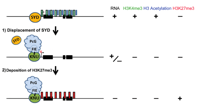 〔プレスリリース〕植物は幹細胞の頑強な増殖を止めるために多段階スイッチを使っていた 開花、種づくりに向けての巧妙な仕組み解明 〜園芸植物の花の改良や食糧増産に期待〜