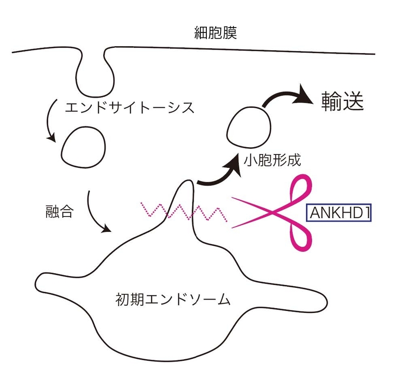 〔プレスリリース〕生命維持の物質の運び屋「小胞」を形作るタンパク質を発見 ハサミのように生体膜を切り分けて大きさを制御 ~細胞内の物質輸送の仕組み解明に期待~