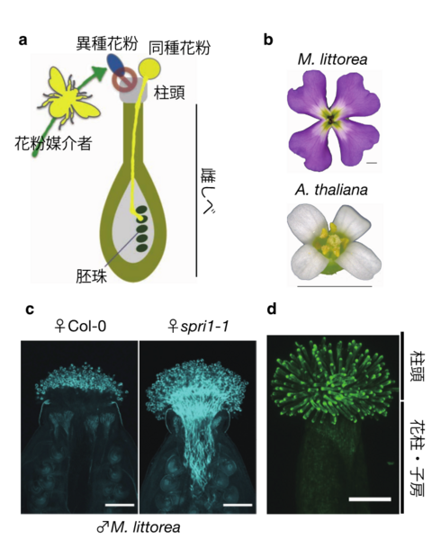 〔プレスリリース〕同種と異種の花粉を区別する分子を発見 ～種の壁を自在に制御する技術の開発に期待～