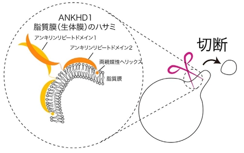 〔プレスリリース〕生命維持の物質の運び屋「小胞」を形作るタンパク質を発見 ハサミのように生体膜を切り分けて大きさを制御 ～細胞内の物質輸送の仕組み解明に期待～