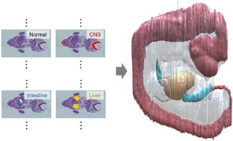 〔プレスリリース〕複数のスライスされた標本から、元の立体形状を復元する 画像処理技術を開発 ~ヒトの成長過程の解明にも寄与~