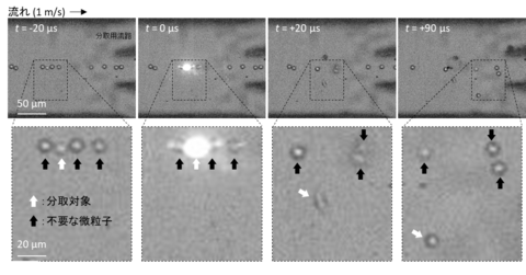 〔プレスリリース〕レーザーとマイクロ流体チップによる超高速セルソーター ～レーザーで従来方法の限界を突破～