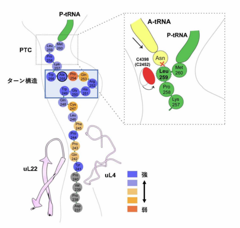 合成途上のタンパク質が一時停止、そのわけは？ ～リボソームトンネル内での構造をクライオ電顕により明らかに～