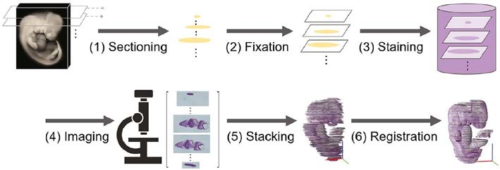 〔プレスリリース〕複数のスライスされた標本から、元の立体形状を復元する 画像処理技術を開発 ~ヒトの成長過程の解明にも寄与~
