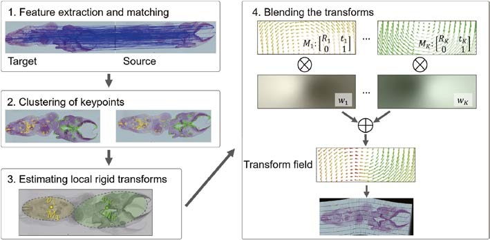 〔プレスリリース〕複数のスライスされた標本から、元の立体形状を復元する 画像処理技術を開発 ~ヒトの成長過程の解明にも寄与~
