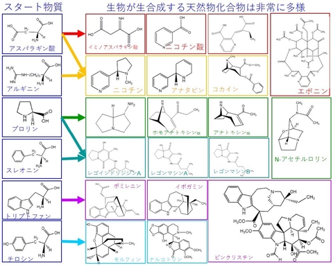 〔プレスリリース〕化学構造を手掛かりにしたデータサイエンスの手法で、 天然物化合物の生合成経路の予測に成功！ 有機分子の特性や薬剤設計の研究への活用期待