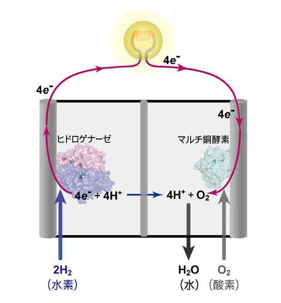 〔プレスリリース〕水素の分解・合成酵素の水素イオンの輸送経路の特定に成功 ～燃料電池のエネルギー源や水素を添加する化合物の生産への利用に期待～