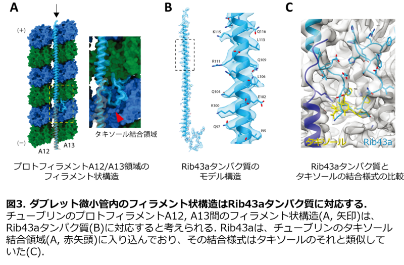 〔プレスリリース〕細胞表面で波打つ繊毛の微小管の超微細な立体構造の観察に 世界で初めて成功、その内側からの補強機構を解明 ～不妊など繊毛病の病態解明にも期待～