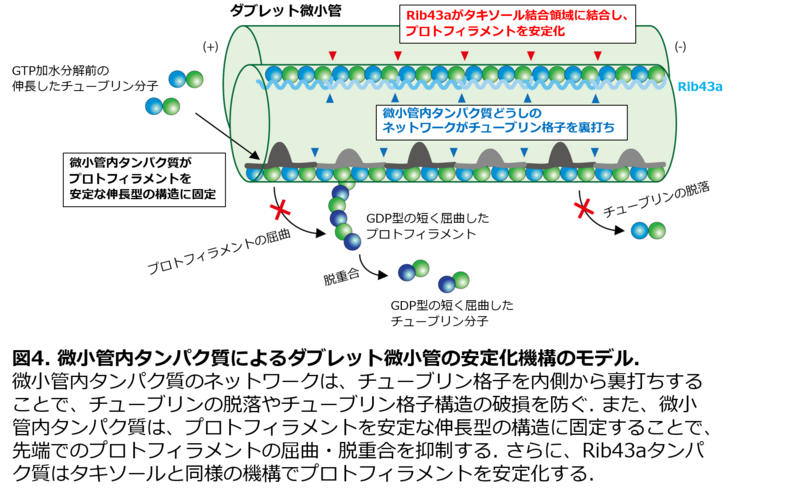 〔プレスリリース〕細胞表面で波打つ繊毛の微小管の超微細な立体構造の観察に 世界で初めて成功、その内側からの補強機構を解明 ～不妊など繊毛病の病態解明にも期待～