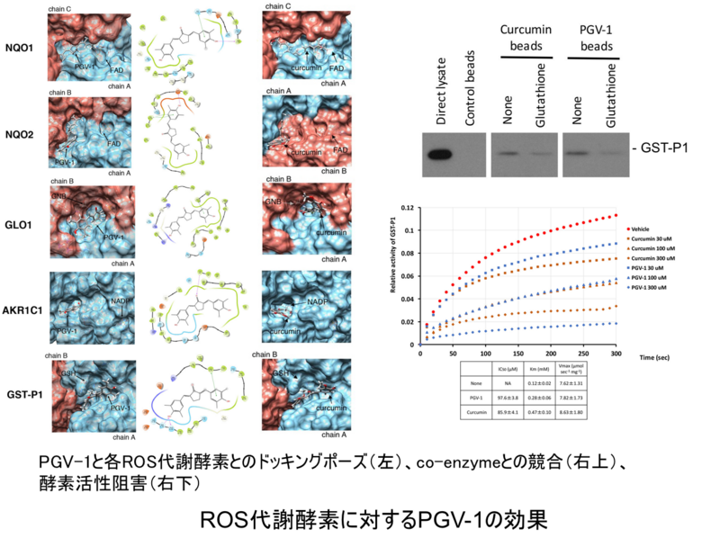 〔プレスリリース〕クルクミンの抗腫瘍効果を60倍以上高めた化合物を開発 ～副作用のない飲む抗がん剤の開発に期待～